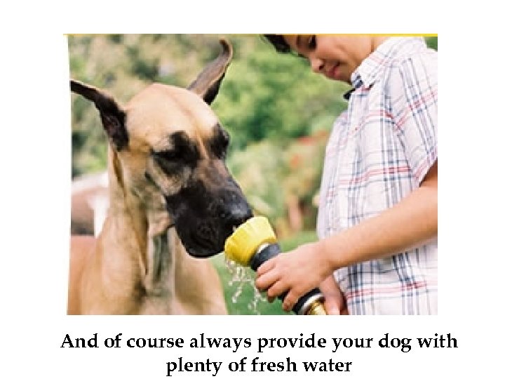 And of course always provide your dog with plenty of fresh water 