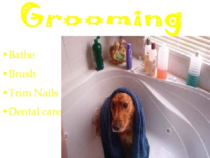  • Bathe • Brush • Trim Nails • Dental care 