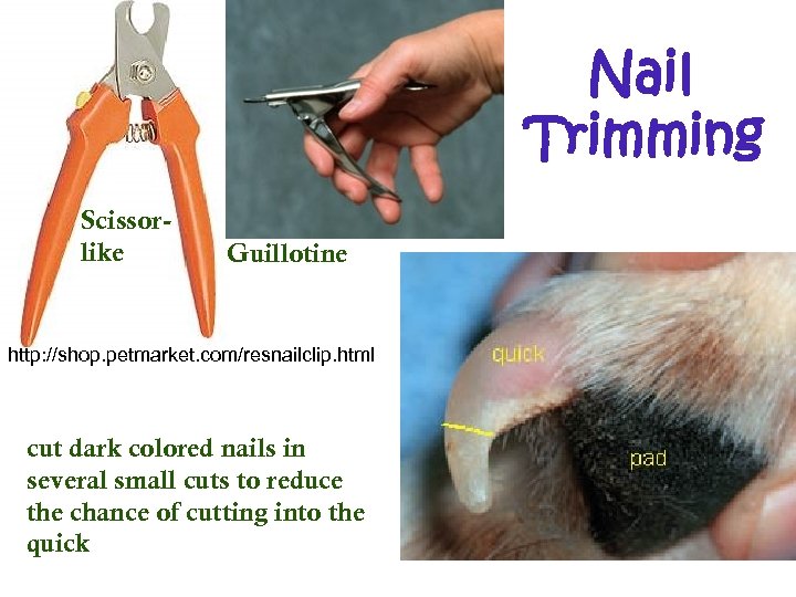 Nail Trimming Scissorlike Guillotine http: //shop. petmarket. com/resnailclip. html cut dark colored nails in