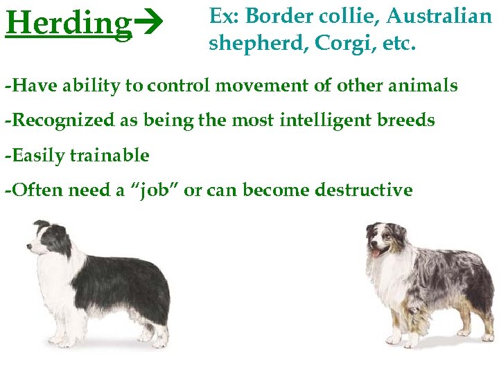 Herding Ex: Border collie, Australian shepherd, Corgi, etc. -Have ability to control movement of