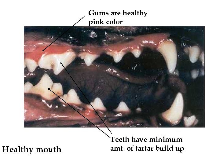 Gums are healthy pink color Healthy mouth Teeth have minimum amt. of tartar build