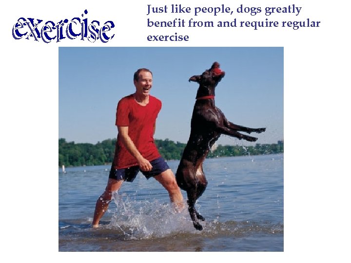 Just like people, dogs greatly benefit from and require regular exercise 