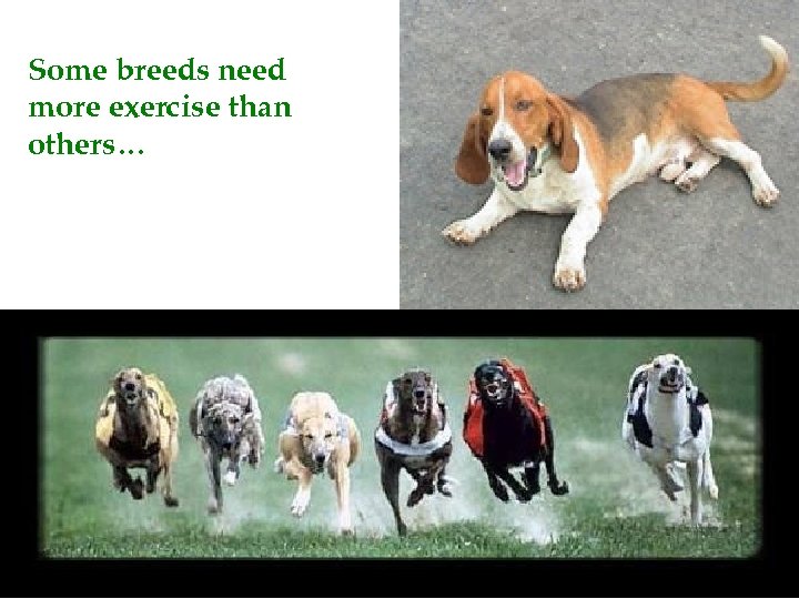 Some breeds need more exercise than others… 
