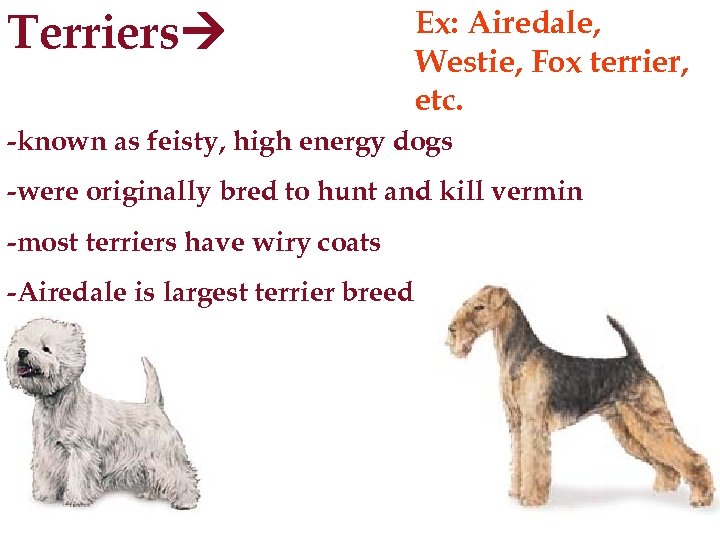 Terriers Ex: Airedale, Westie, Fox terrier, etc. -known as feisty, high energy dogs -were