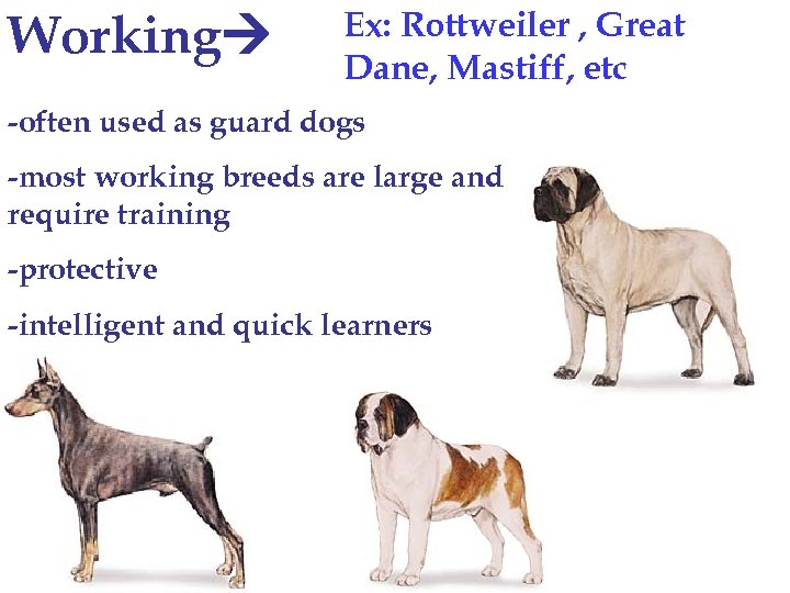 Working Ex: Rottweiler , Great Dane, Mastiff, etc -often used as guard dogs -most