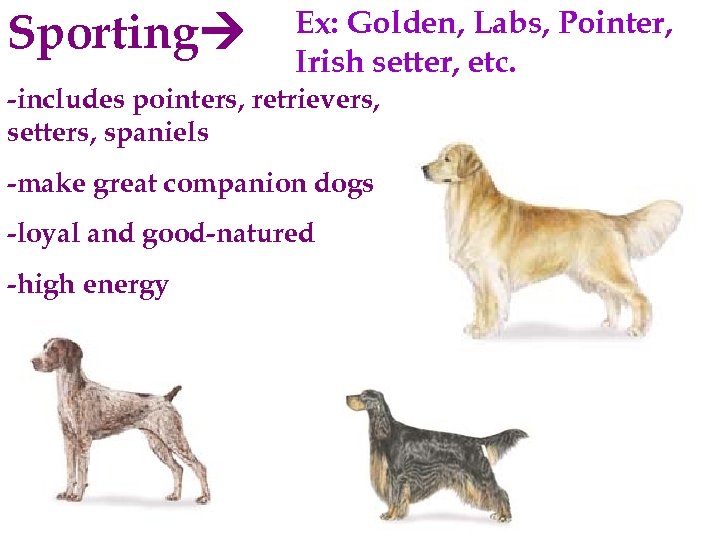 Sporting Ex: Golden, Labs, Pointer, Irish setter, etc. -includes pointers, retrievers, setters, spaniels -make