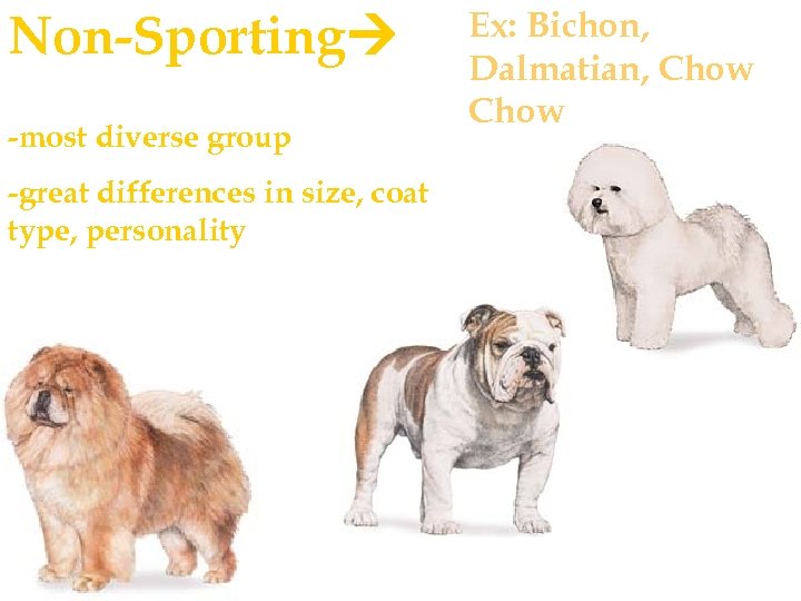 Non-Sporting -most diverse group -great differences in size, coat type, personality Ex: Bichon, Dalmatian,