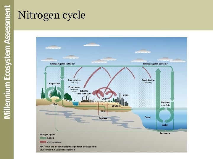Nitrogen cycle 