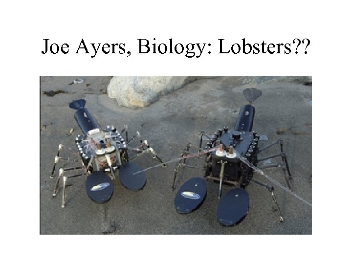 Joe Ayers, Biology: Lobsters? ? 