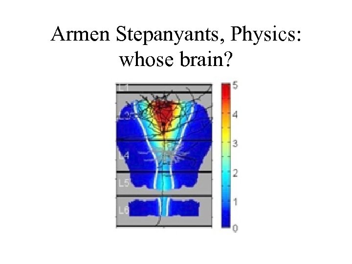 Armen Stepanyants, Physics: whose brain? 