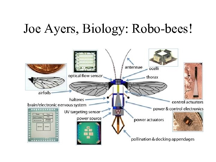 Joe Ayers, Biology: Robo-bees! 