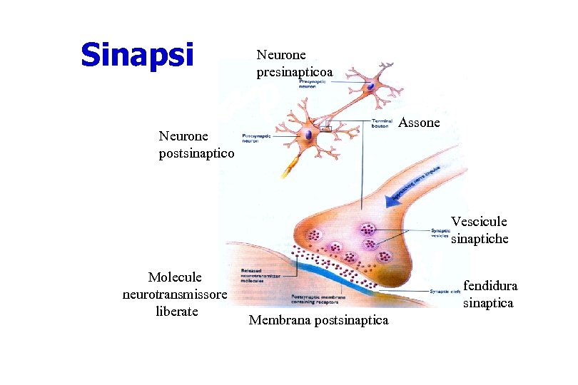 Sinapsi Neurone presinapticoa Assone Neurone postsinaptico Vescicule sinaptiche Molecule neurotransmissore liberate fendidura sinaptica Membrana