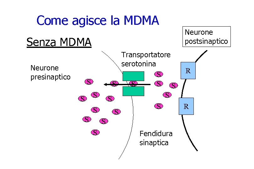 Come agisce la MDMA Senza MDMA Neurone presinaptico Transportatore serotonina S S S S