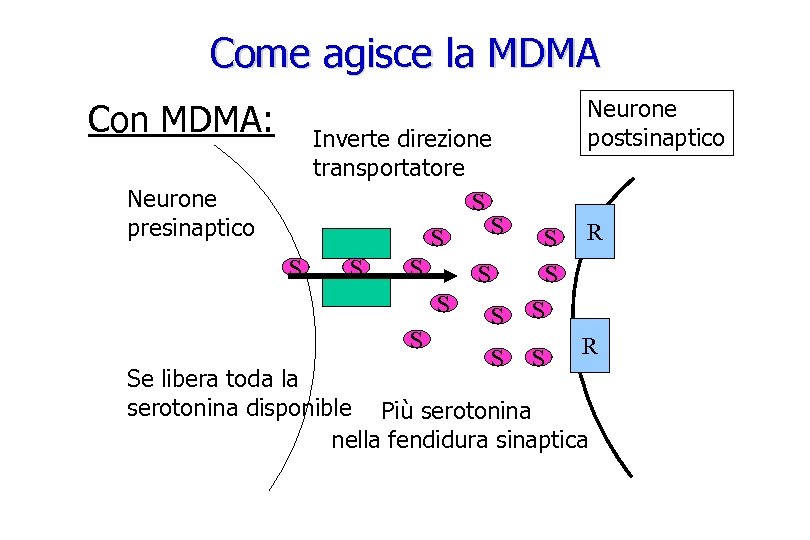 Come agisce la MDMA Con MDMA: Neurone postsinaptico Inverte direzione transportatore Neurone S S