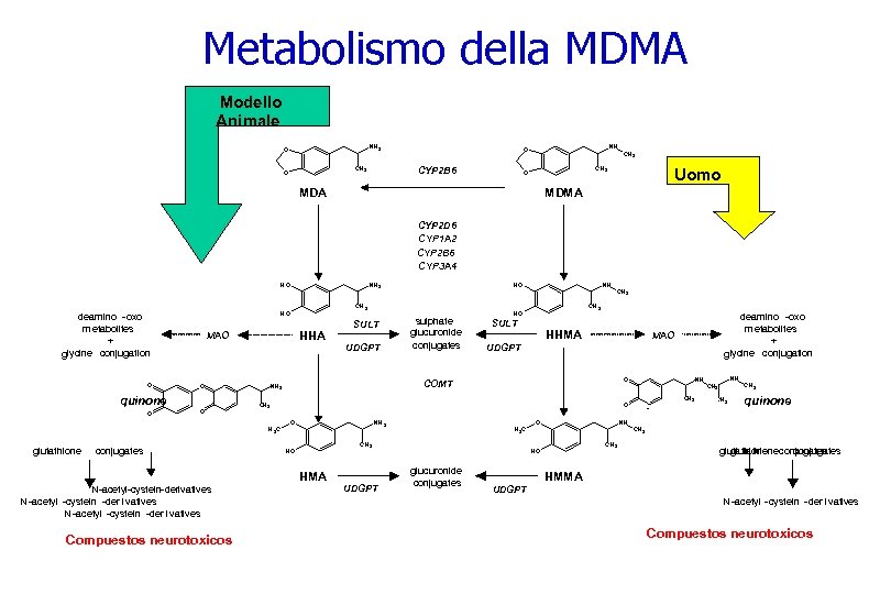 Metabolismo della MDMA Modello Modelos Animales NH 2 O CYP 2 B 6 CH