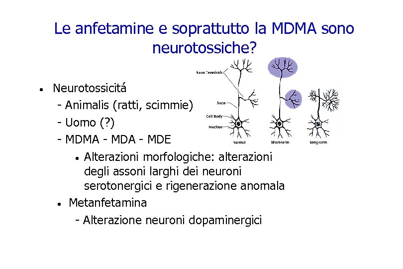 Le anfetamine e soprattutto la MDMA sono neurotossiche? · Neurotossicitá - Animalis (ratti, scimmie)