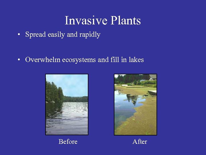 Invasive Plants • Spread easily and rapidly • Overwhelm ecosystems and fill in lakes