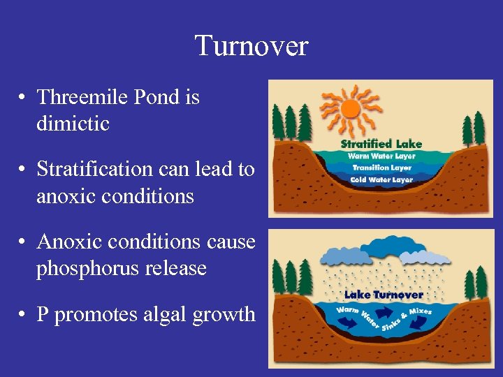 Turnover • Threemile Pond is dimictic • Stratification can lead to anoxic conditions •