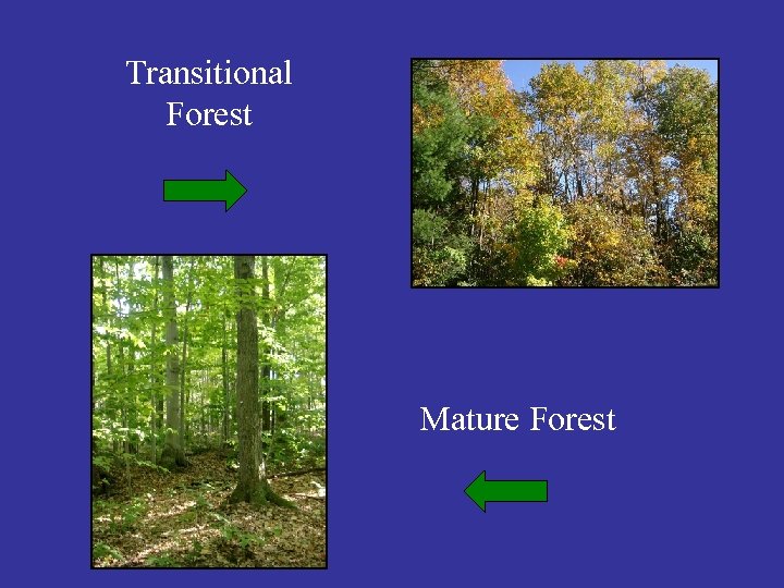 Transitional Forest Mature Forest 