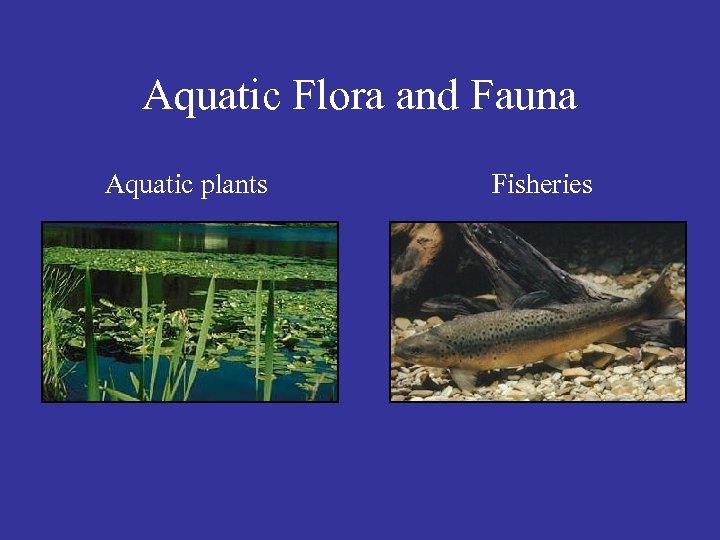 Aquatic Flora and Fauna Aquatic plants Fisheries 