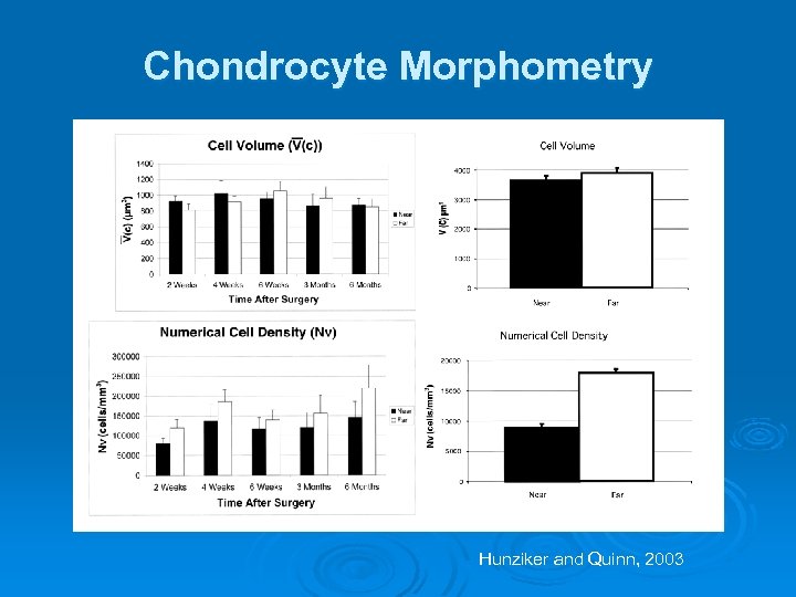 Chondrocyte Morphometry Hunziker and Quinn, 2003 