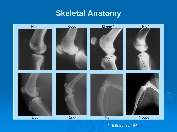 Skeletal Anatomy Human* Goat Sheep * Dog Rabbit Rat Pig * Mouse * Bellemans,