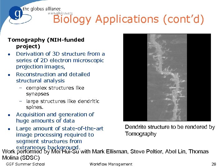 Biology Applications (cont’d) Tomography (NIH-funded project) l Derivation of 3 D structure from a