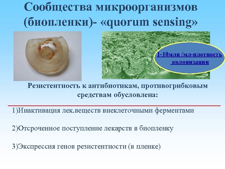 Сообщества микроорганизмов (биопленки)- «quorum sensing» 1 -10 млн /мл-плотность колонизации Резистентность к антибиотикам, противогрибковым