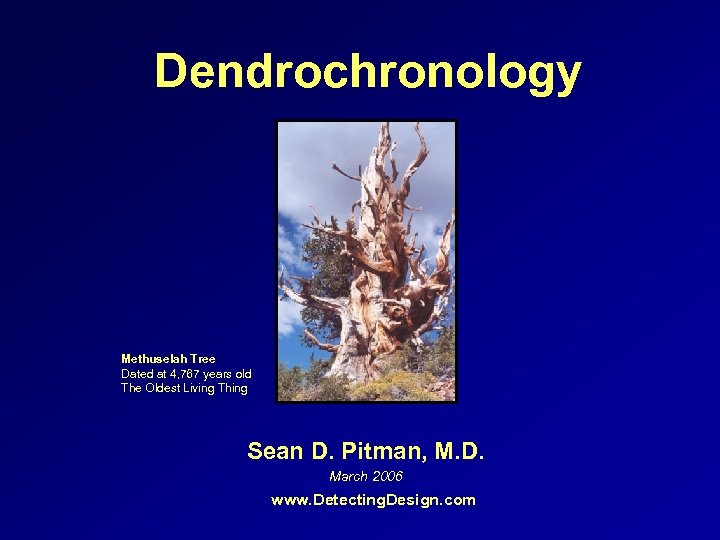 Dendrochronology Methuselah Tree Dated at 4, 767 years old The Oldest Living Thing Sean