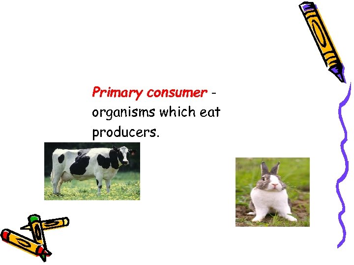 Primary consumer organisms which eat producers. 