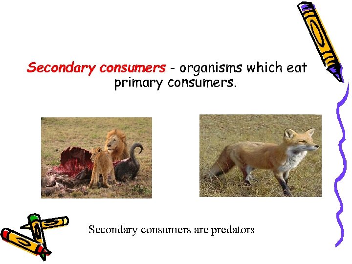 Secondary consumers - organisms which eat primary consumers. Secondary consumers are predators 