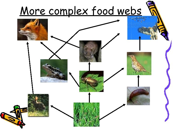 More complex food webs 