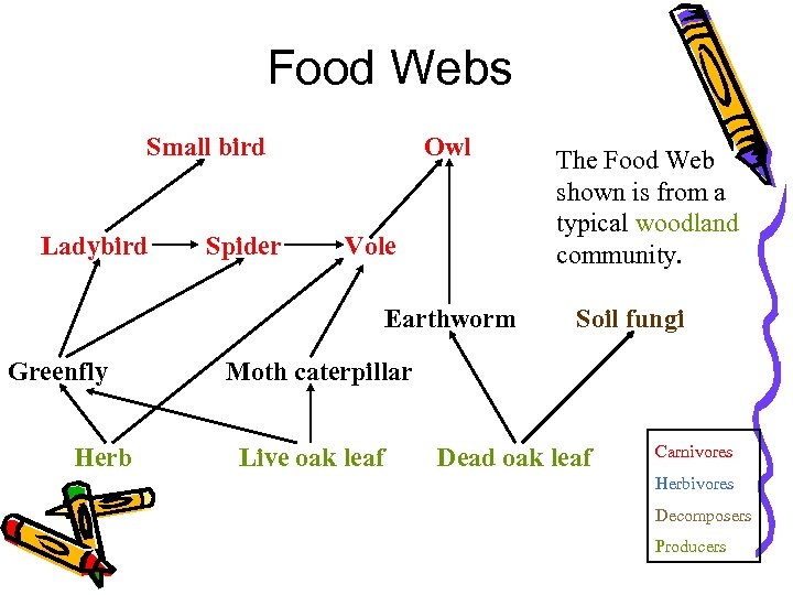 Food Webs Small bird Ladybird Spider Owl Vole Earthworm Greenfly Herb The Food Web