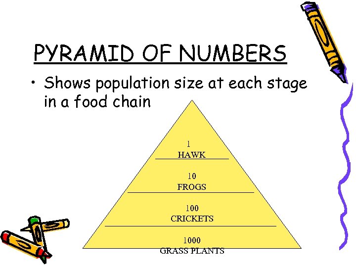 PYRAMID OF NUMBERS • Shows population size at each stage in a food chain