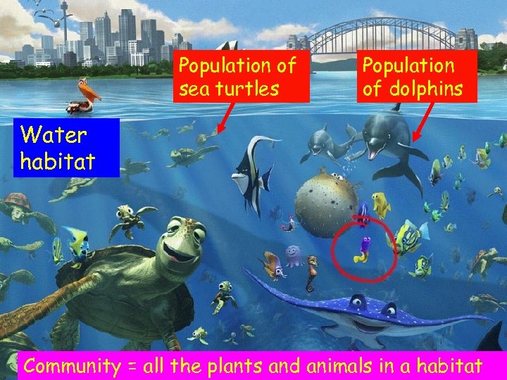 Population of sea turtles Population of dolphins Water habitat Community = all the plants