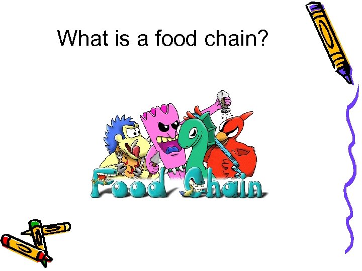 What is a food chain? 