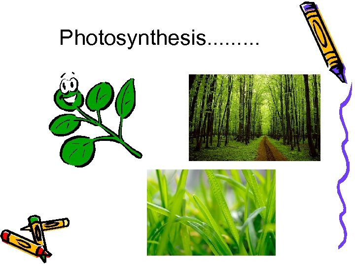 Photosynthesis. . 