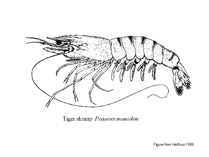 Figure from Holthius 1989 