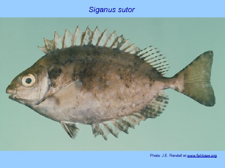 Siganus sutor Photo: J. E. Randall at www. fishbase. org 