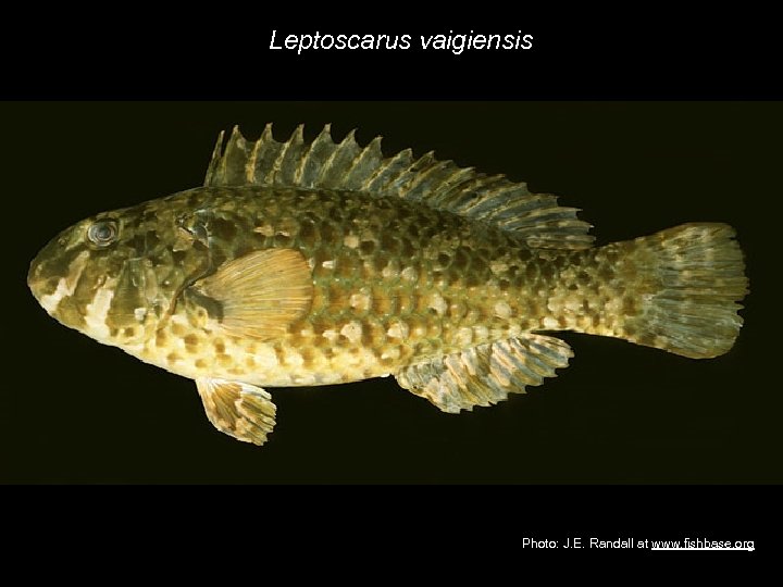 Leptoscarus vaigiensis Photo: J. E. Randall at www. fishbase. org 