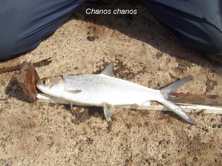 Chanos chanos 