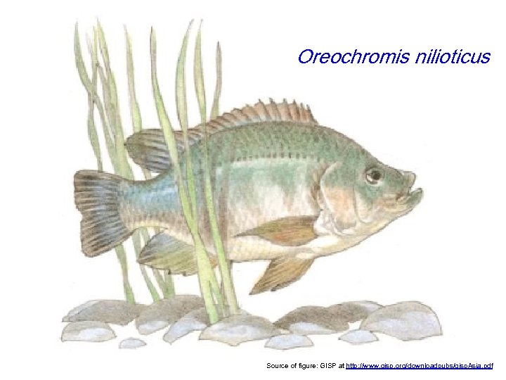 Oreochromis nilioticus Source of figure: GISP at http: //www. gisp. org/downloadpubs/gisp. Asia. pdf 