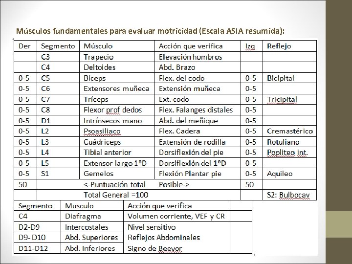 Músculos fundamentales para evaluar motricidad (Escala ASIA resumida): 