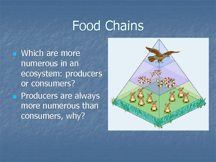 Food Chains n n Which are more numerous in an ecosystem: producers or consumers?