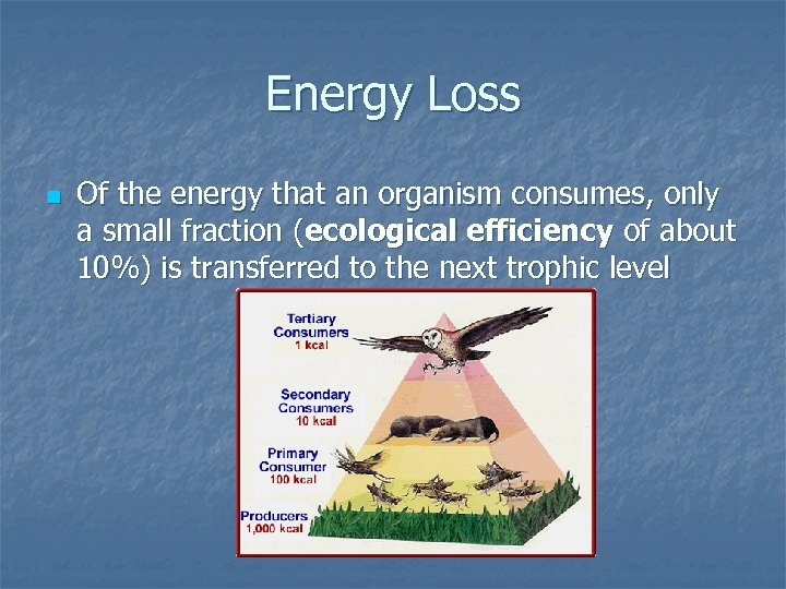 Energy Loss n Of the energy that an organism consumes, only a small fraction