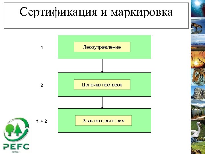 Сертификация и маркировка 1 Лесоуправление 2 Цепочка поставок 1+2 Знак соответствия 