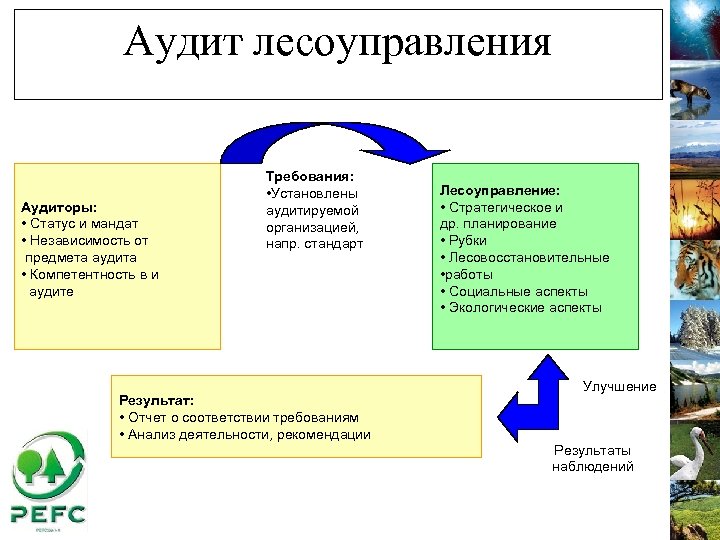 Аудит лесоуправления Аудиторы: • Статус и мандат • Независимость от предмета аудита • Компетентность
