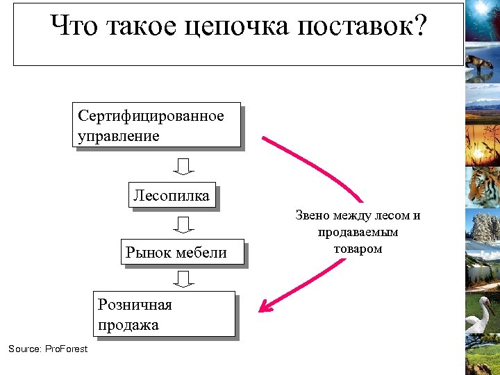 Что такое цепочка поставок? Сертифицированное управление Лесопилка Рынок мебели Розничная продажа Source: Pro. Forest