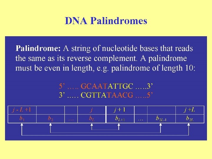 DNA Palindromes 