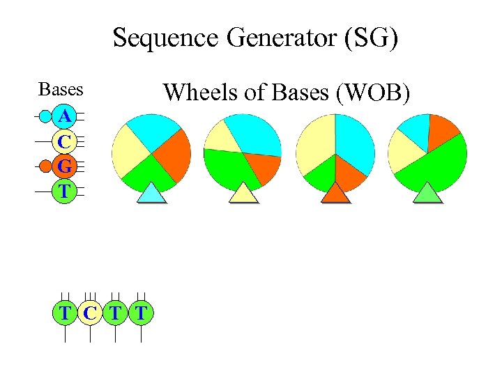 Sequence Generator (SG) Bases A C G T T C T T Wheels of